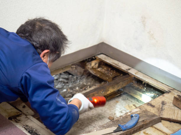 Best Residential Mold Removal  in Midlothian, VA