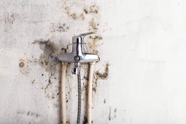Best Mold Damage Repair  in Midlothian, VA