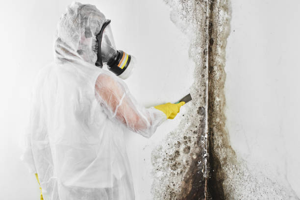 Best Emergency Mold Removal  in Midlothian, VA
