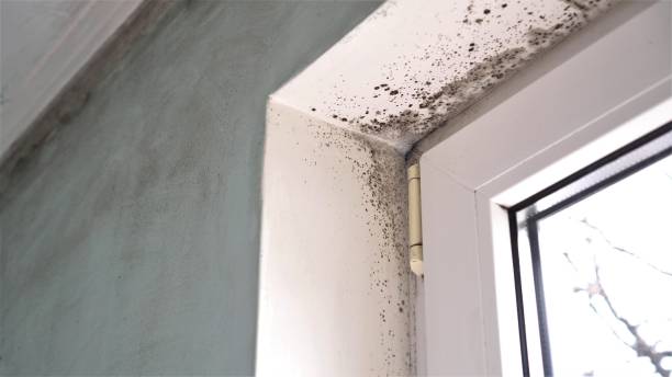 Best Black Mold Removal  in Midlothian, VA