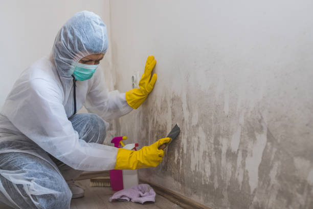 Best Mold Removal Company Near Me  in Midlothian, VA