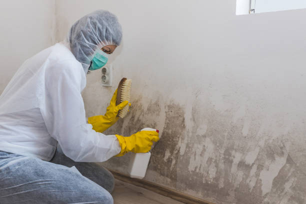 Best Commercial Mold Removal  in Midlothian, VA