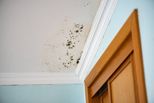 Best Mold Damage Repair  in Midlothian, VA