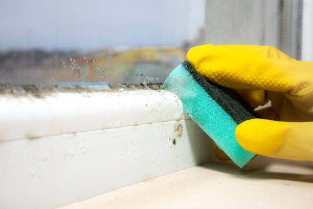 Best Certified Mold Removal  in Midlothian, VA