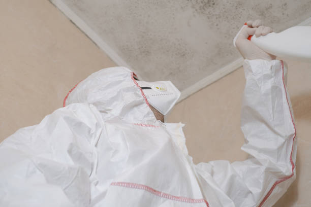 Best Black Mold Removal  in Midlothian, VA