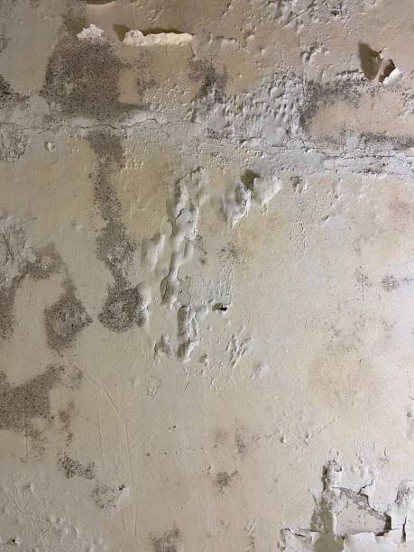 Midlothian, VA Mold Removal Company