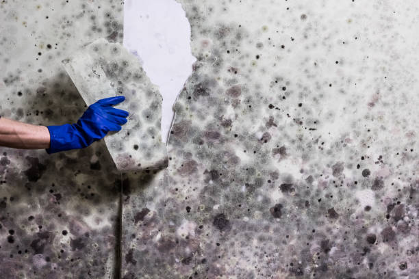Best Best Mold Removal Companies  in Midlothian, VA