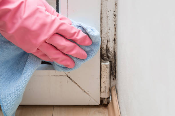 Crawl Space Mold Removal in Midlothian, VA