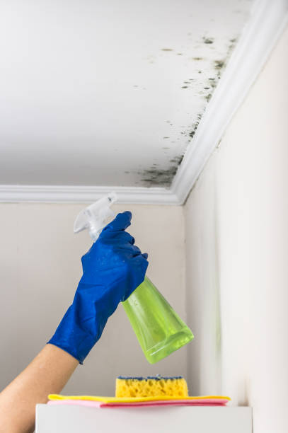 Best Residential Mold Removal  in Midlothian, VA