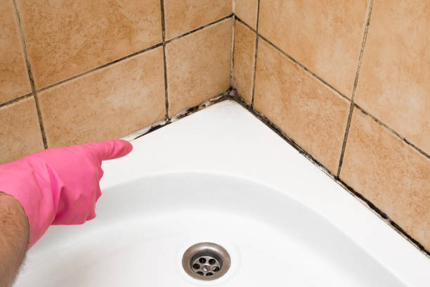 Best Crawl Space Mold Removal  in Midlothian, VA