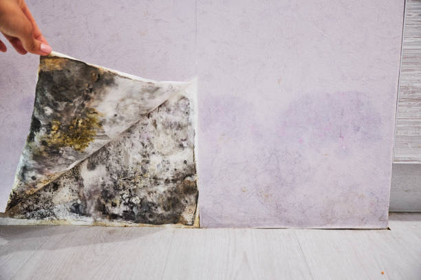Best Mold Cleaning Services  in Midlothian, VA